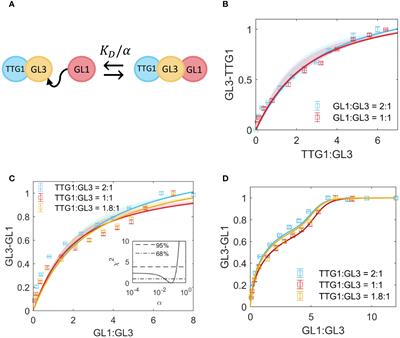 Quantitative analysis of MBW complex formation in the context of trichome patterning